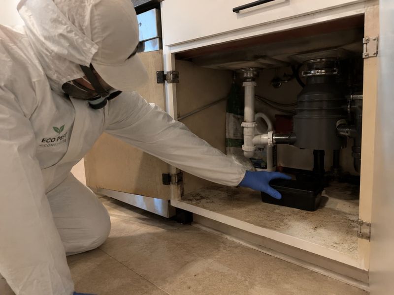 Дератизация (мыши и крысы)